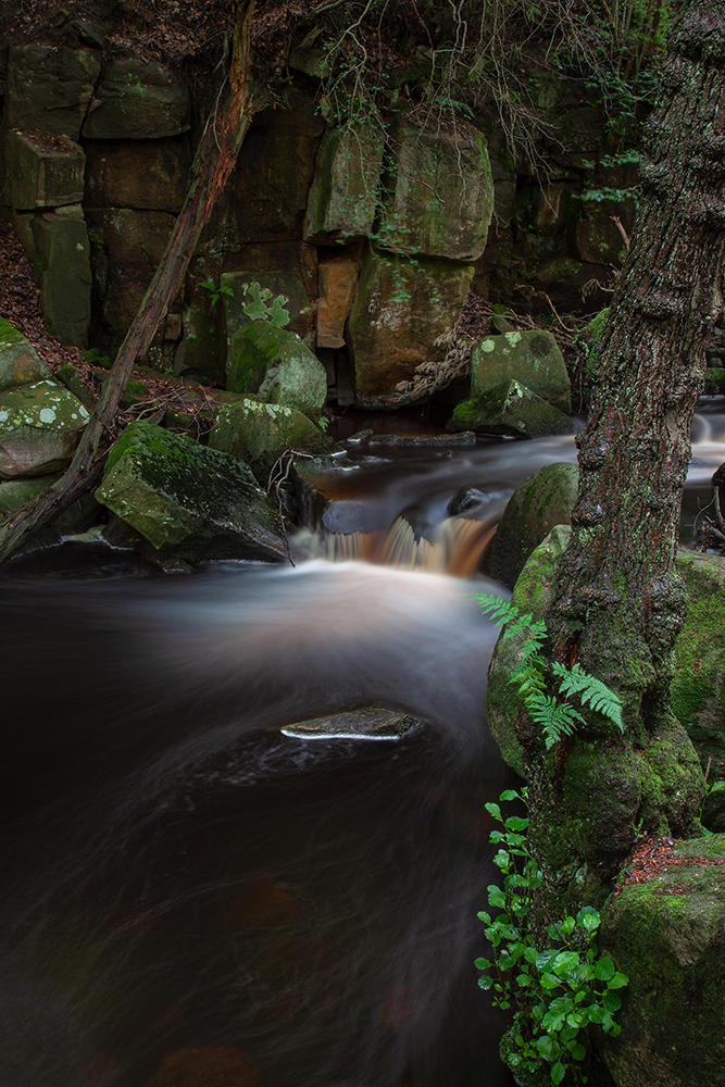 Padley Gorge, Peak District - Abstract and Detail