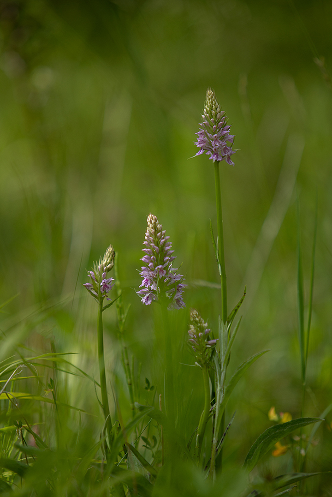 Common Spotted Orchids - Abstract and Detail