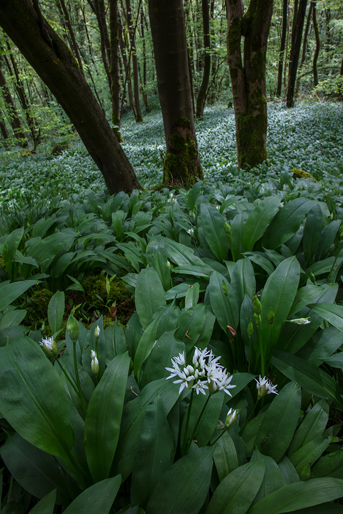 Wild Garlic Wood - Abstract and Detail