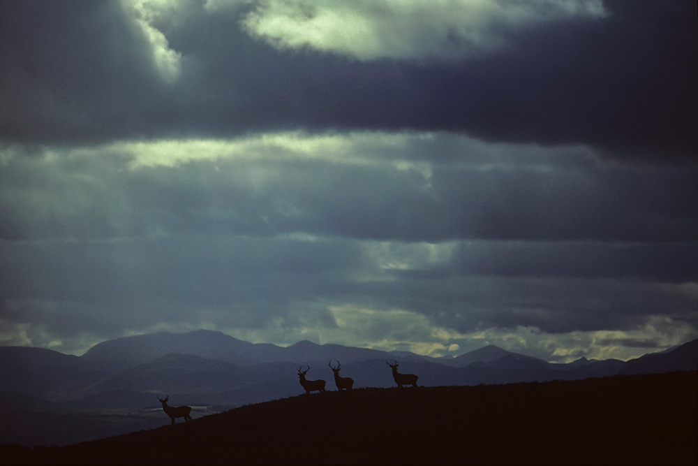 Red Deer - Wildlife