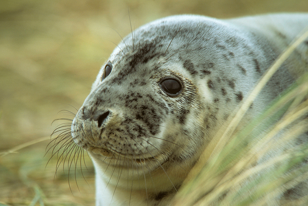 Common Seal - Wildlife