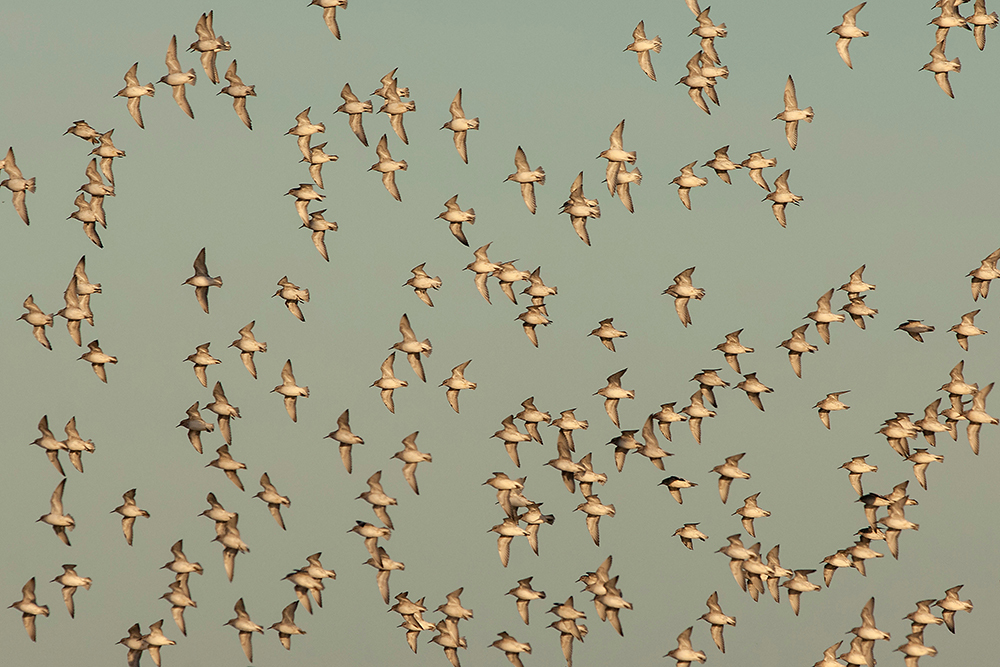Knot - Wildlife