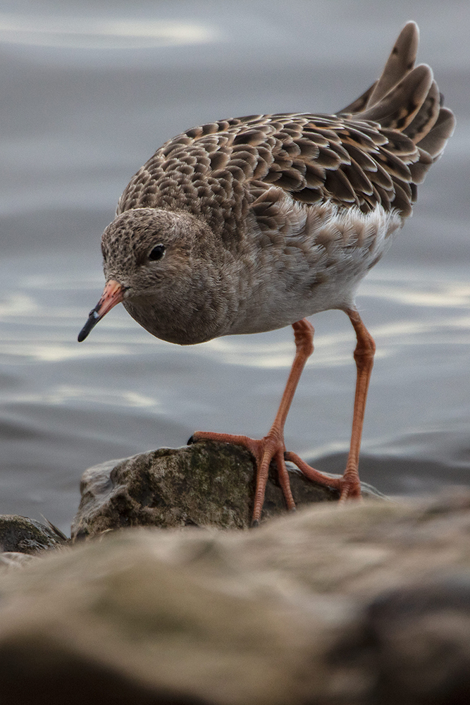 Ruff - Wildlife