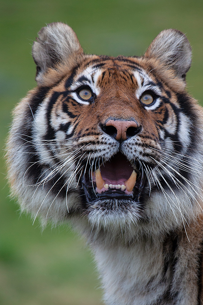 Tiger - Wildlife