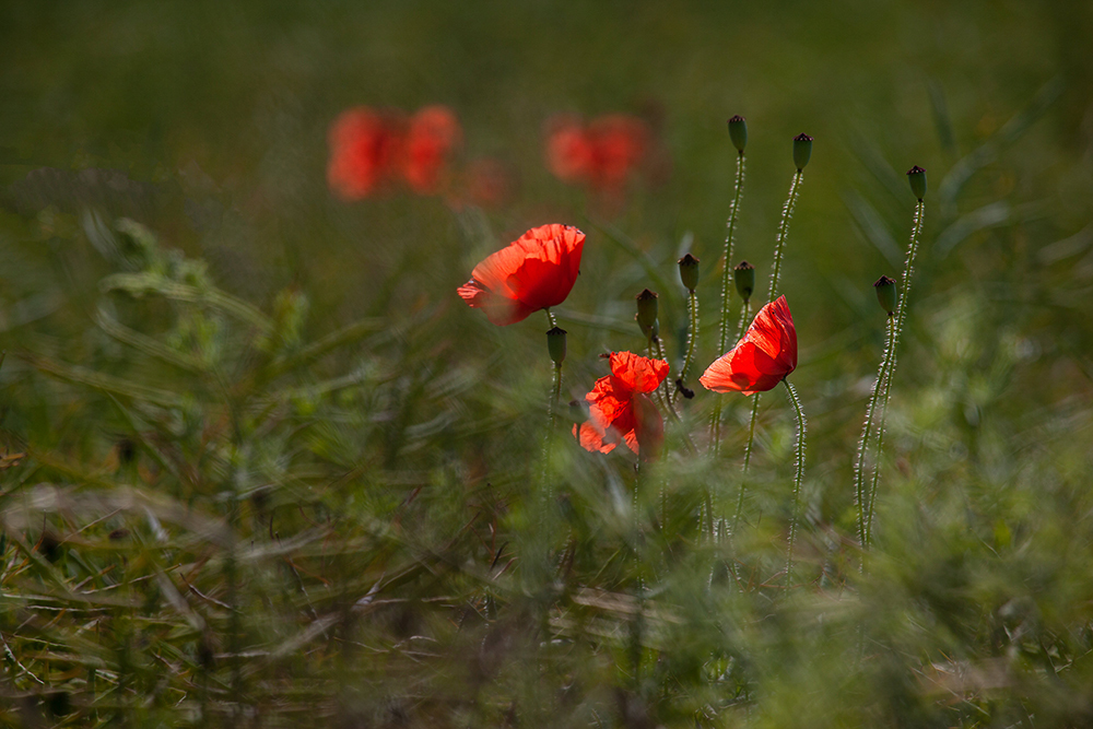 Wild Poppies - Abstract and Detail