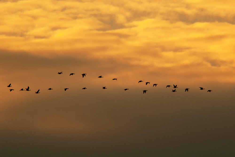 Pink-footed Geese - Wildlife