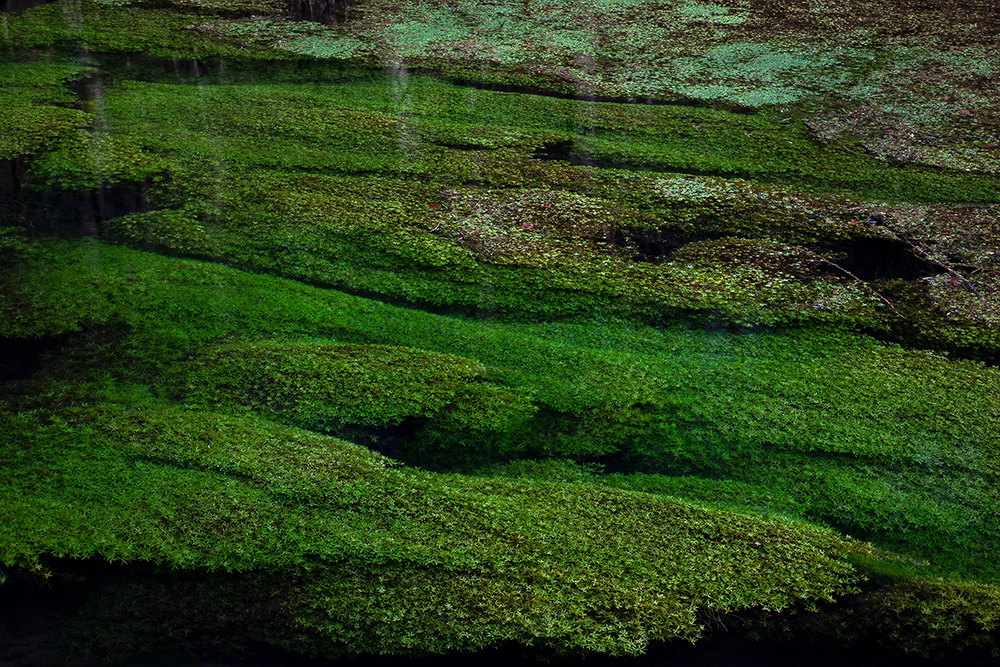 Flowing Weed - Abstract and Detail