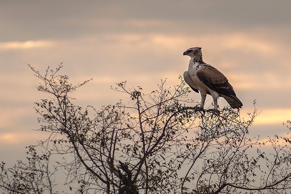 Martial Eagle - Wildlife