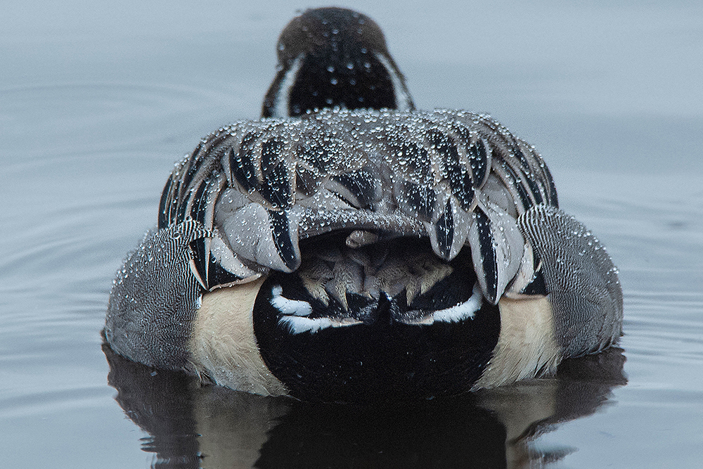 Pintail - Wildlife