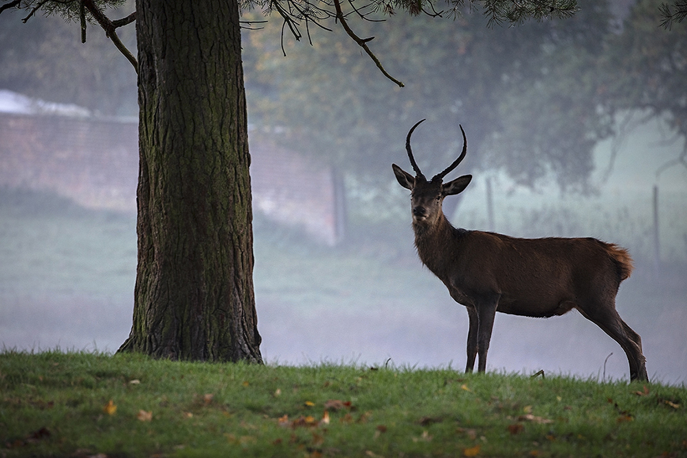 Red Deer - Wildlife