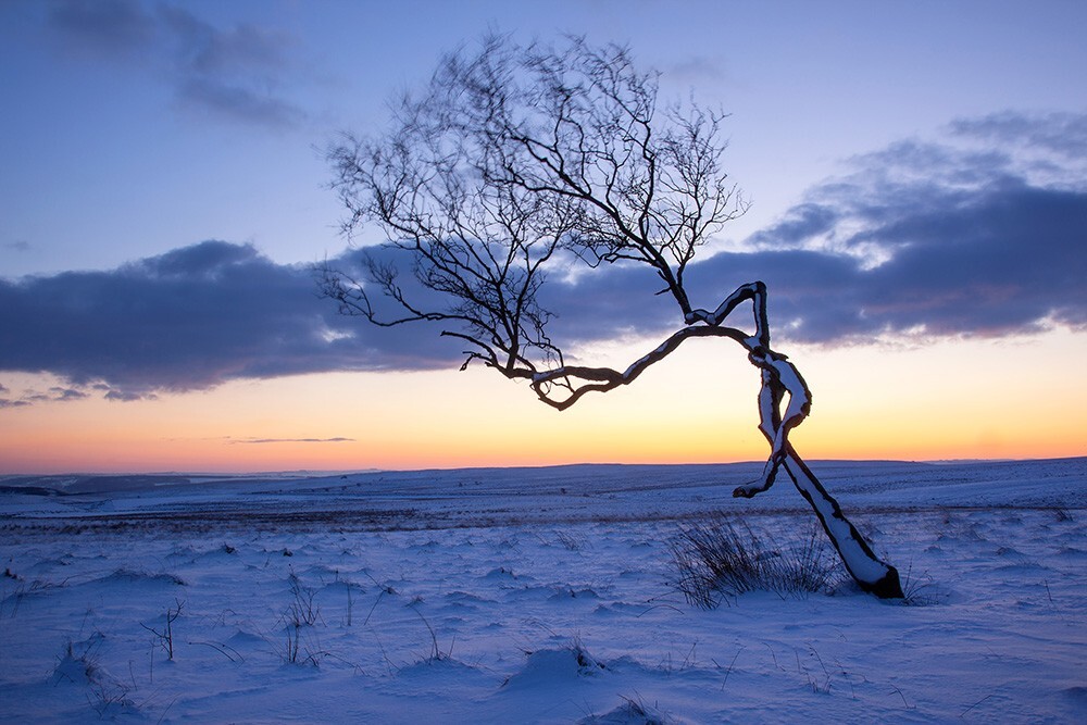 Moorland Birch, Peak District - Land