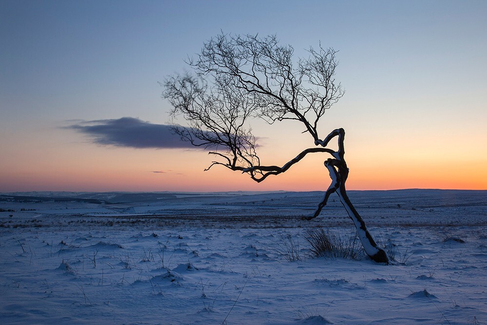 Moorland Birch, Peak District - Land