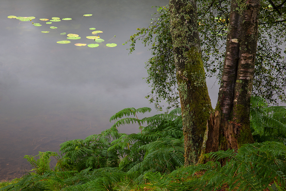 Tarn Hows, Lake District - Abstract and Detail