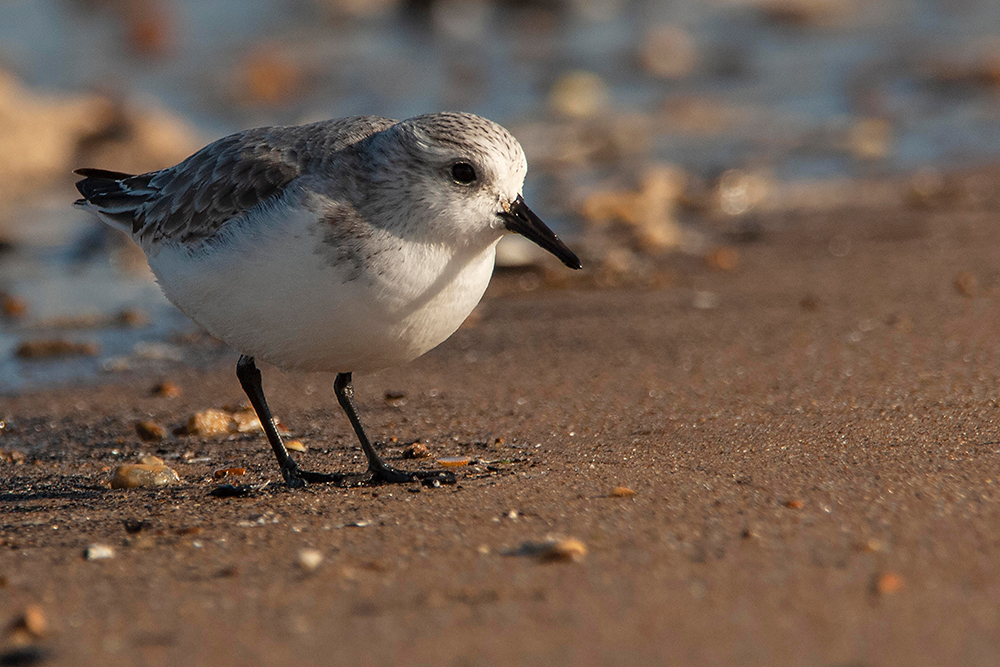 Sanderling - Wildlife