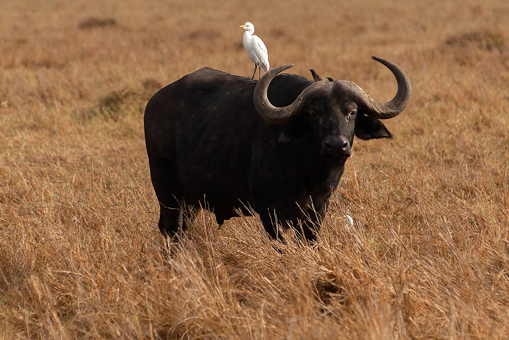 African Buffalo - Wildlife