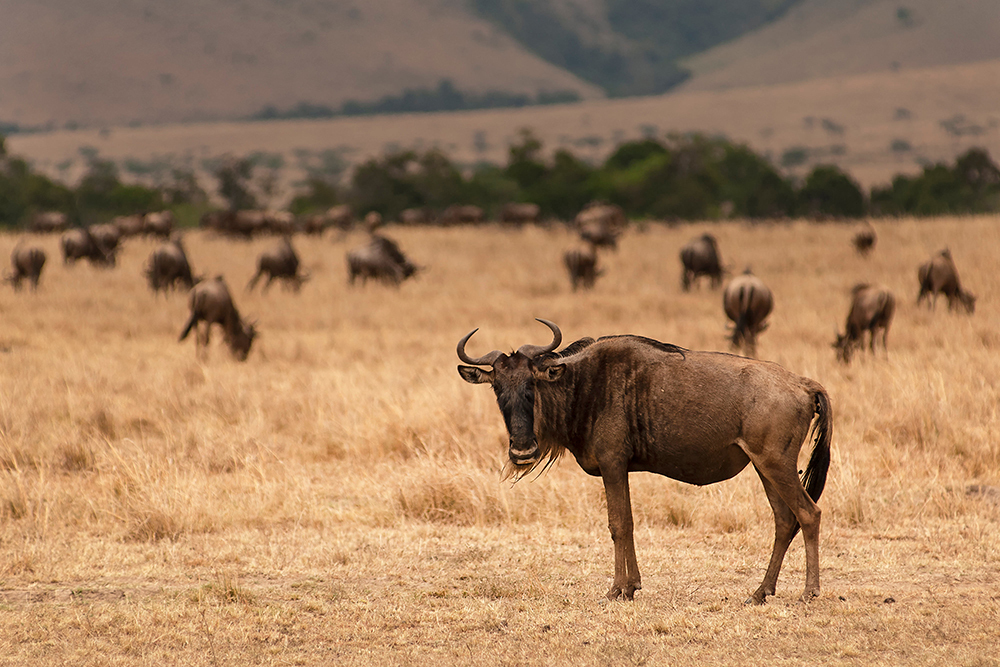Wildebeest - Wildlife