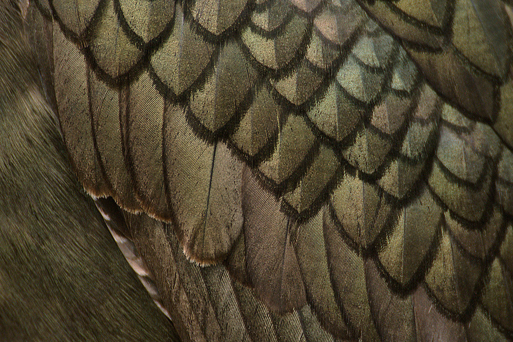 Shag Plumage - Abstract and Detail