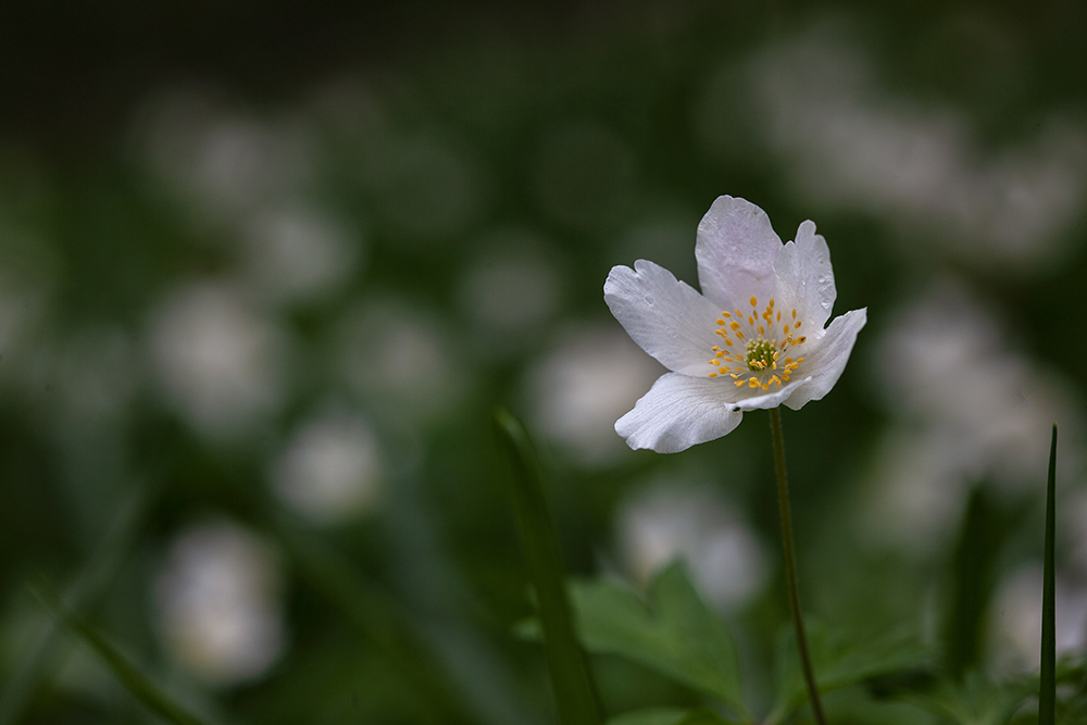 Wood Anemone - Abstract and Detail