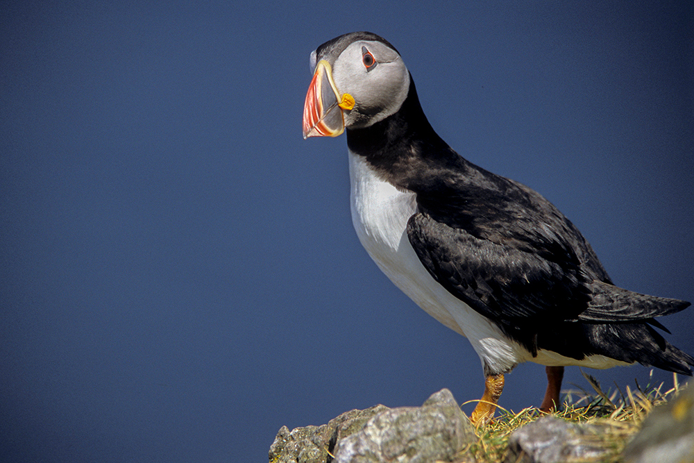 Puffin - Wildlife