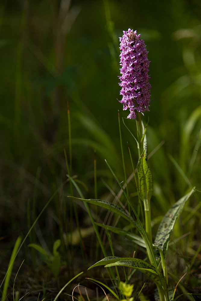 Common Spotted Orchid - Abstract and Detail