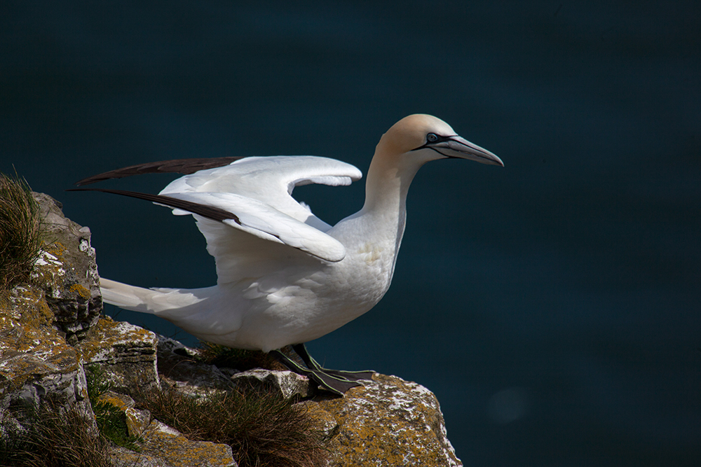Gannet - Wildlife