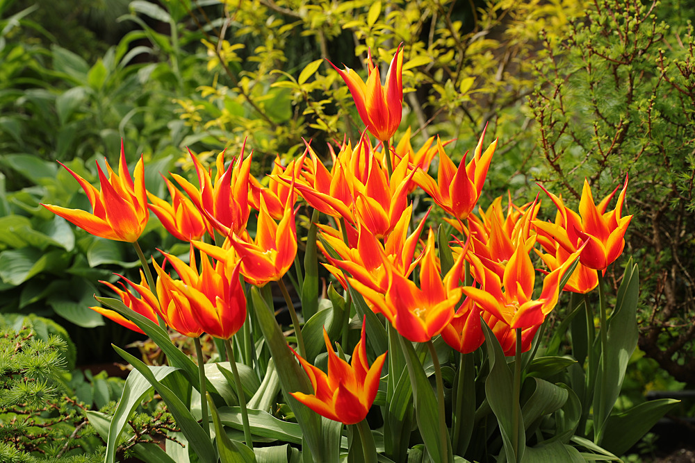 AW1I5187 - Great Dixter April 2024