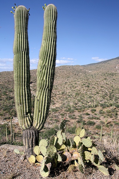 RT5B7145 - California and Arizona 2010