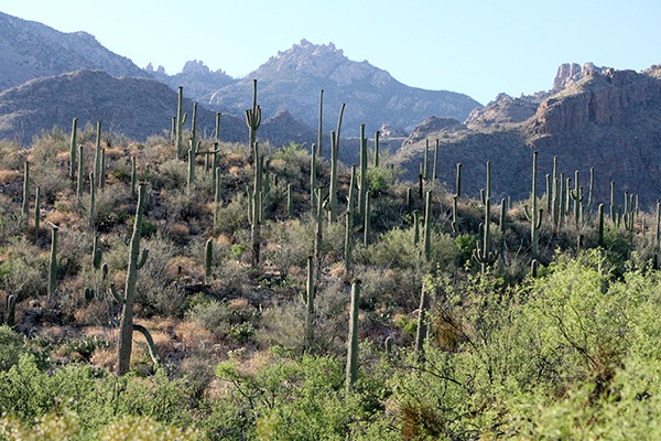 RT5B7233 - California and Arizona 2010