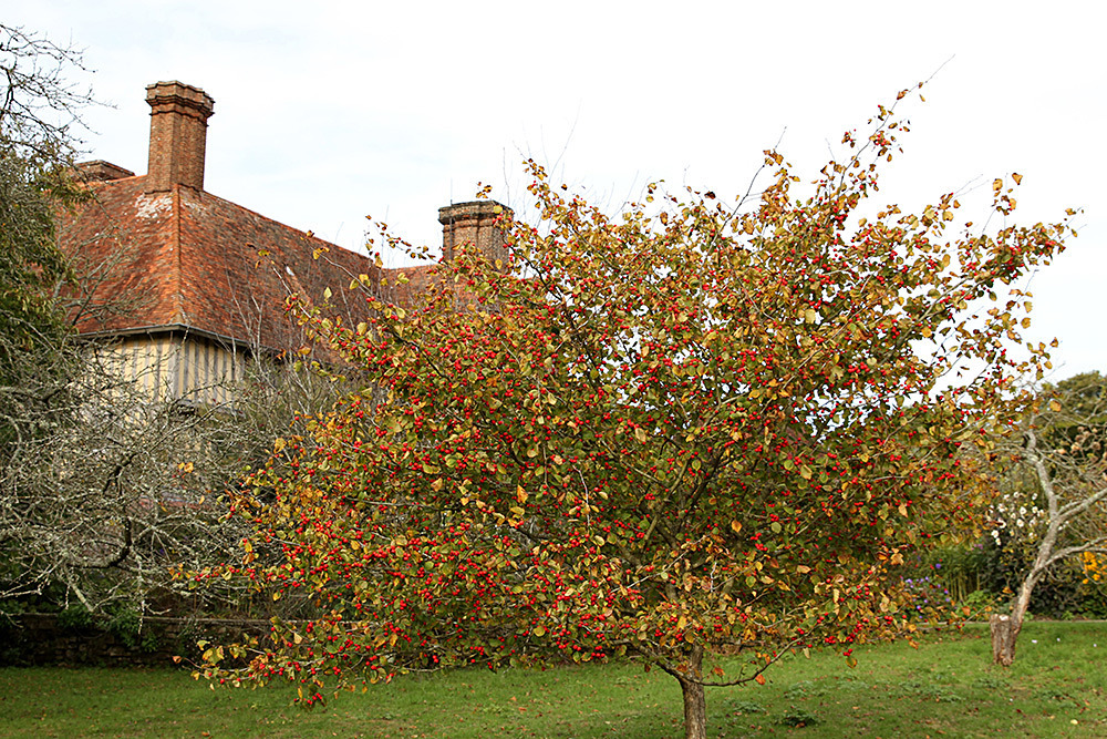 170_IMG_0058 - Great Dixter garden, autumn 2019