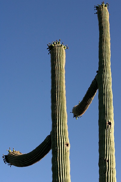 RT5B7254 - California and Arizona 2010