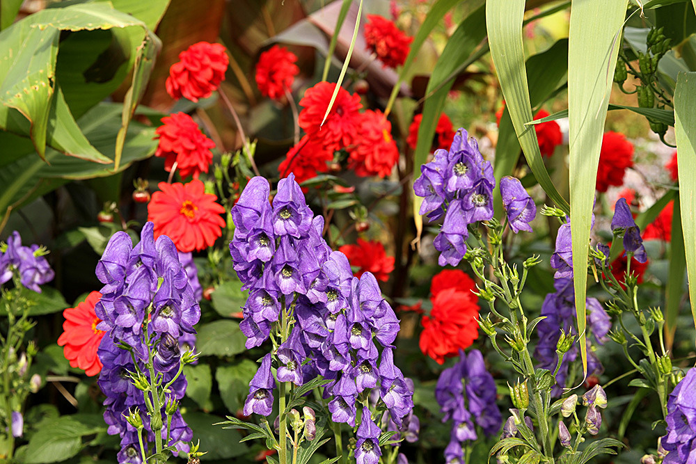 205_IMG_0068 - Great Dixter garden, autumn 2019