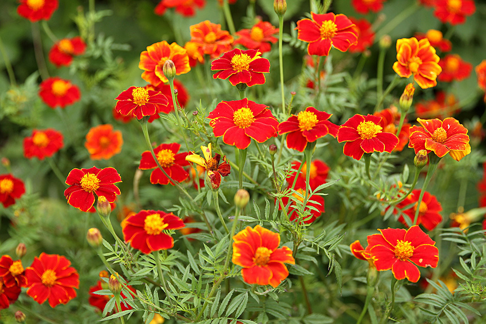 200_IMG_0067 - Great Dixter garden, autumn 2019