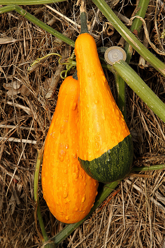 215_IMG_0071 - Great Dixter garden, autumn 2019