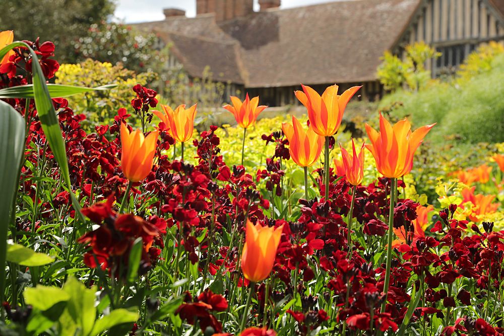 AW1I5166 - Great Dixter April 2024