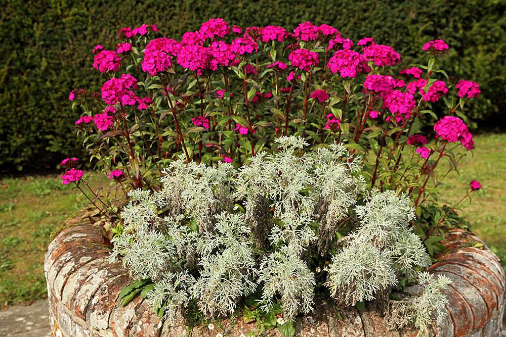 155_IMG_0055 - Great Dixter garden, autumn 2019