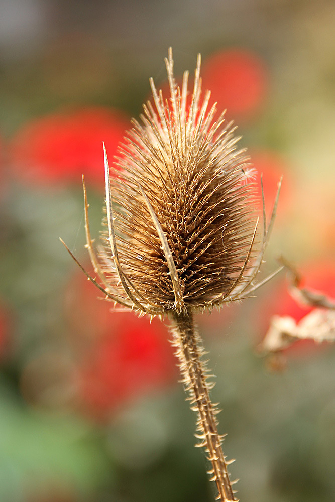 085_IMG_0035 - Great Dixter garden, autumn 2019