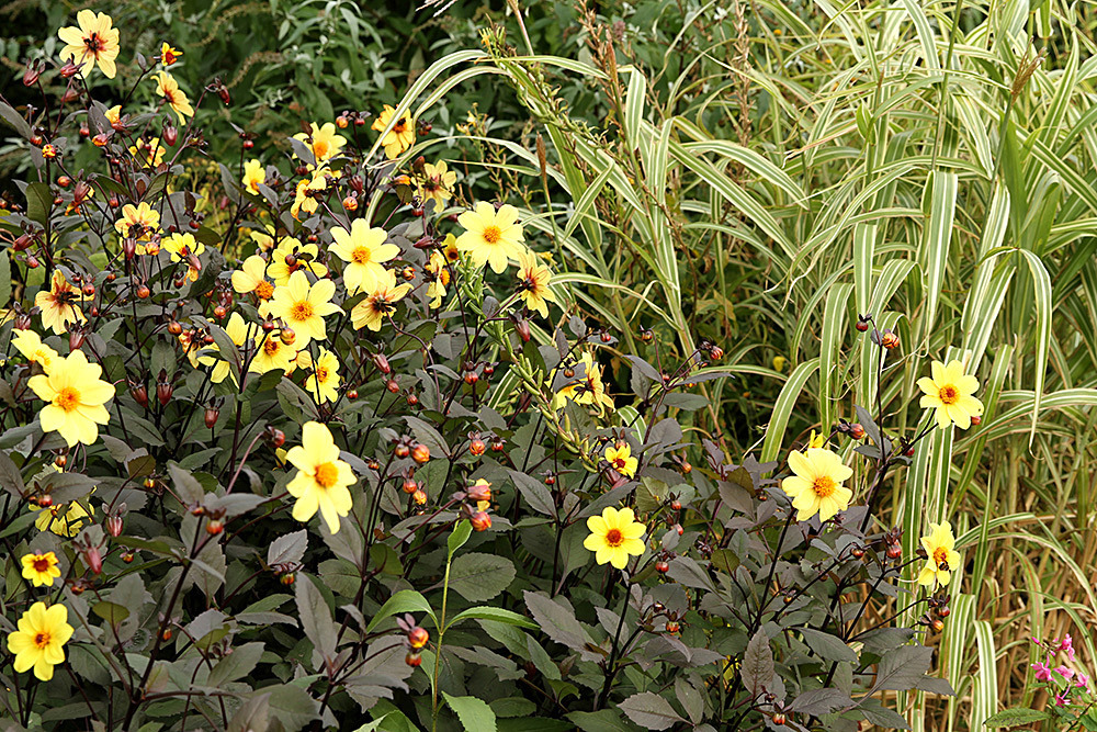 185_IMG_0062 - Great Dixter garden, autumn 2019