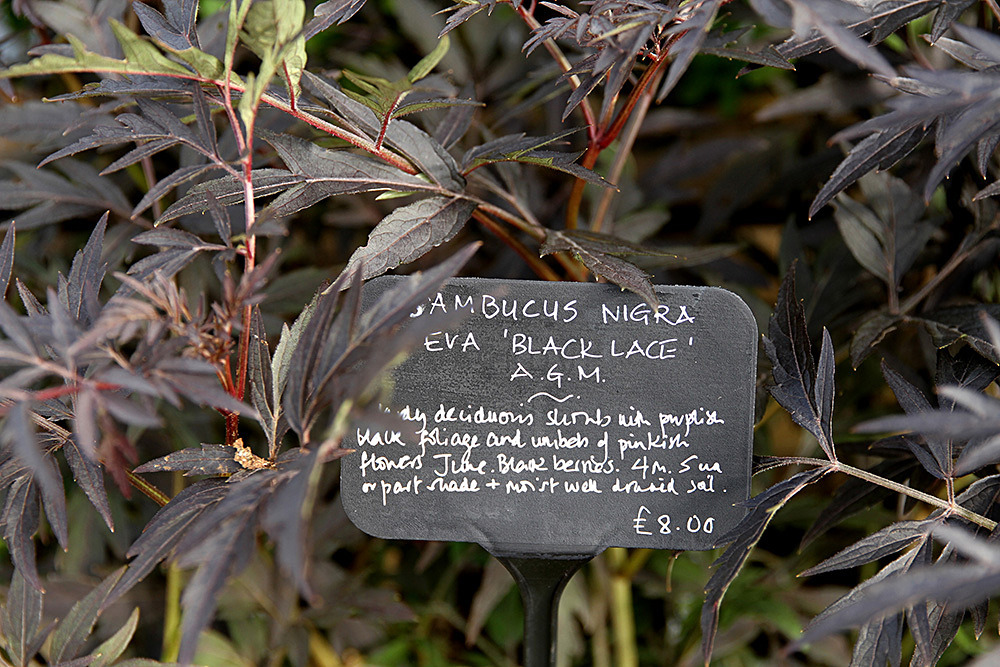 335_IMG_0025 - Great Dixter garden, autumn 2019