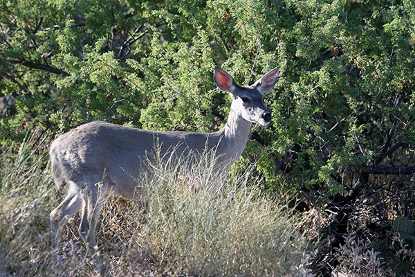 RT5B7224 - California and Arizona 2010