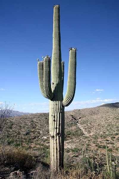 RT5B7144 - California and Arizona 2010