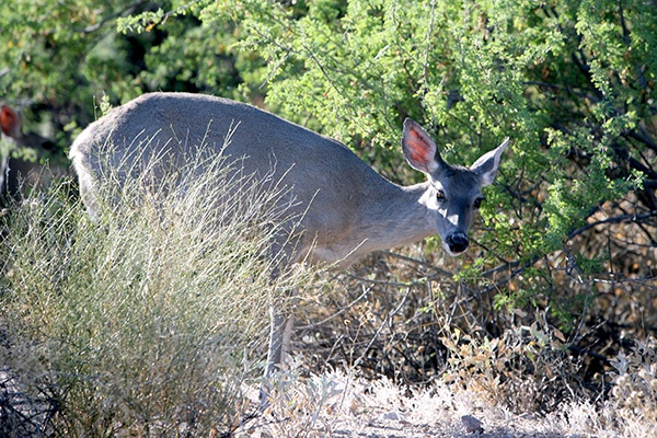 RT5B7227 - California and Arizona 2010
