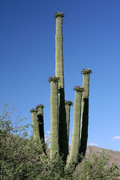 RT5B7219 - California and Arizona 2010