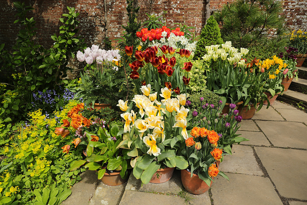 AW1I5185 - Great Dixter April 2024