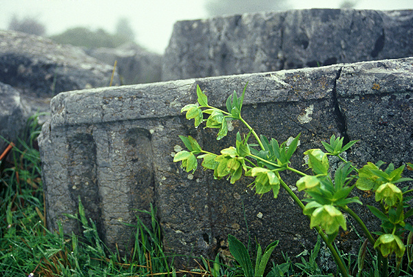Helleboros cyclophyllos - Χλωρίδα I Flora