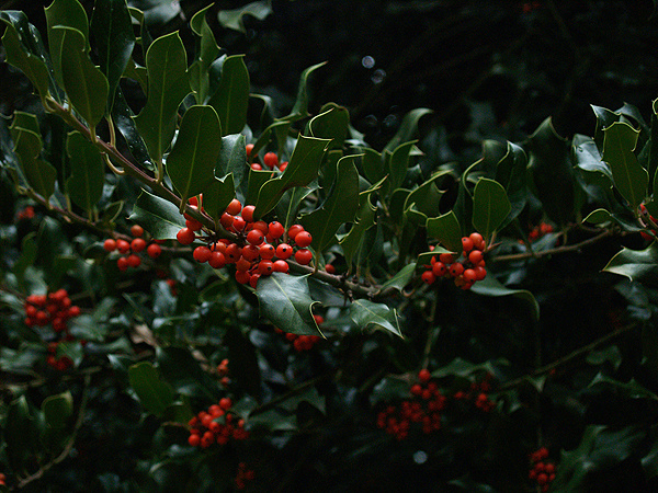 European Holly tree - Χλωρίδα I Flora