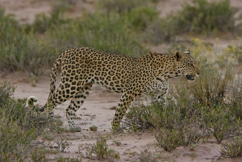 Leopard - Kgalagadi Transfrontier Park (m)