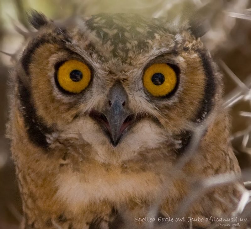 In your face - Kgalagadi Transfrontier Park