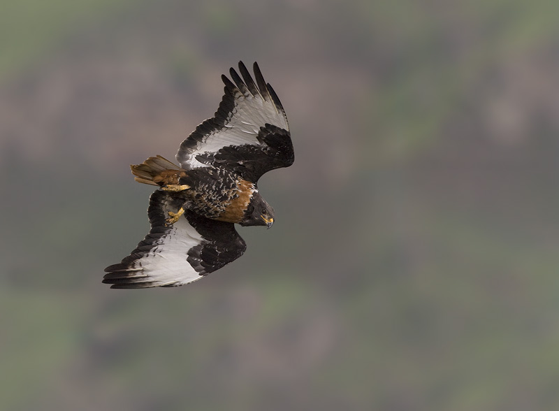 Jackal buzzard - Giants Castle Drakensberg (BOP)