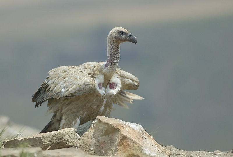 Cape griffon - Giants Castle Drakensberg (BOP)