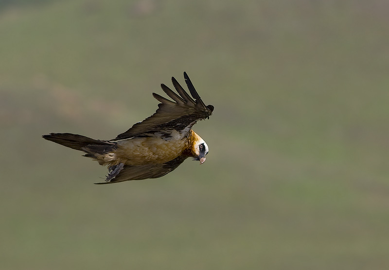 Bearded vulture - Giants Castle Drakensberg (BOP)